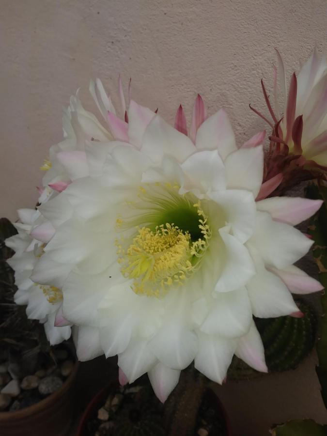 Poggio Del Sole Bed & Breakfast บัสซาโน เดล กรัปปา ภายนอก รูปภาพ